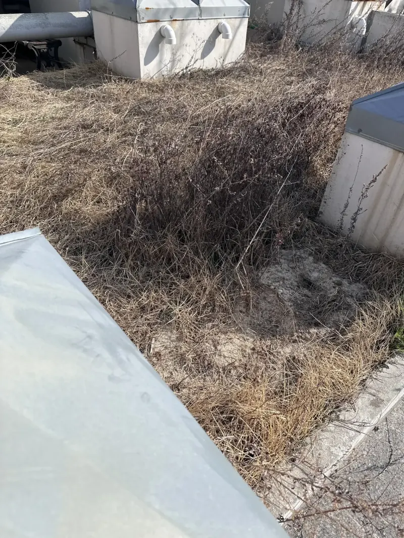 옥상 구조물 옆 모서리에 마른 풀이 자란 모습